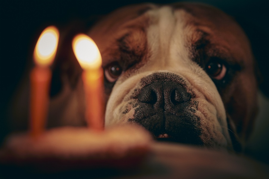 Apsveikuma e-kartiņa Dzimšanas dienas kartiņa ar buldogu