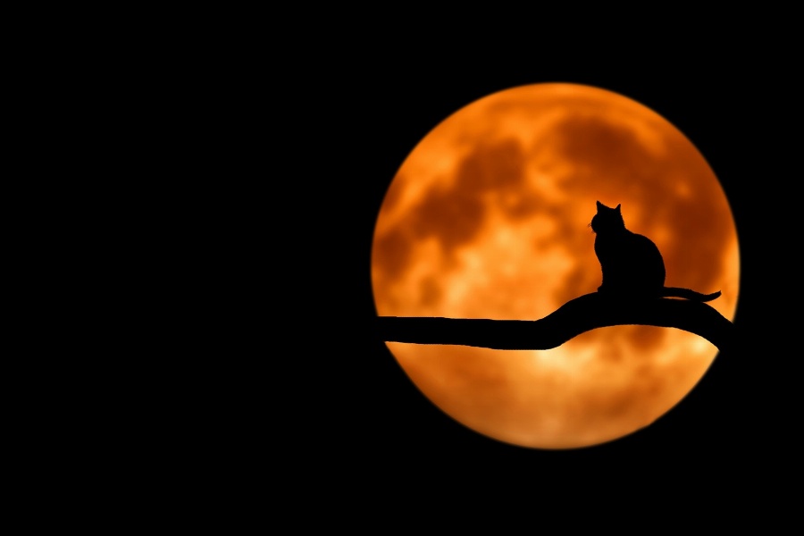 Apsveikuma e-kartiņa Kaķis uz koka siluets pret pilnmēnesi