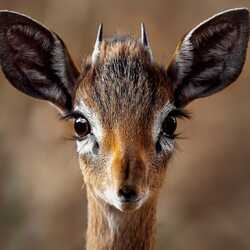 greeting e-card Close-up of an antelope