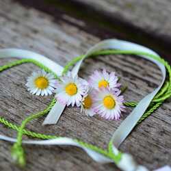greeting e-card Daisies in a heart-shaped ribbon
