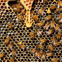Apsveikuma e-kartiņa: Pasaules bišu diena
