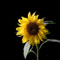 Saulespuķe uz melna fona