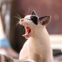 Apsveikuma e-kartiņa: Smieklīgs kaķis ar atvērtu muti