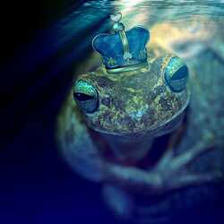 greeting e-card Frog with a crown under water