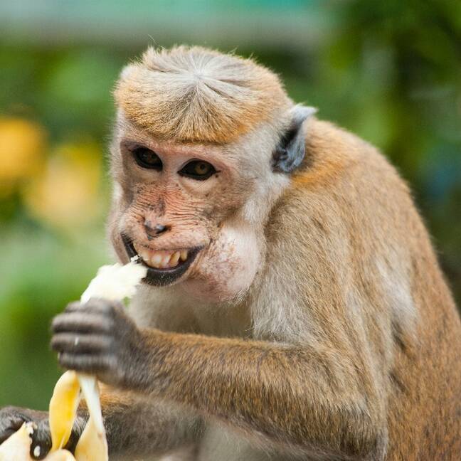 Brūns mērkaķis ēd banānu e-kartiņa