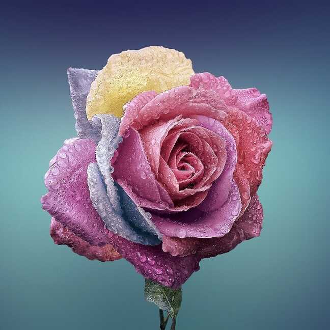Mitra krāsaina roze Ziedi un puķes e-kartiņa