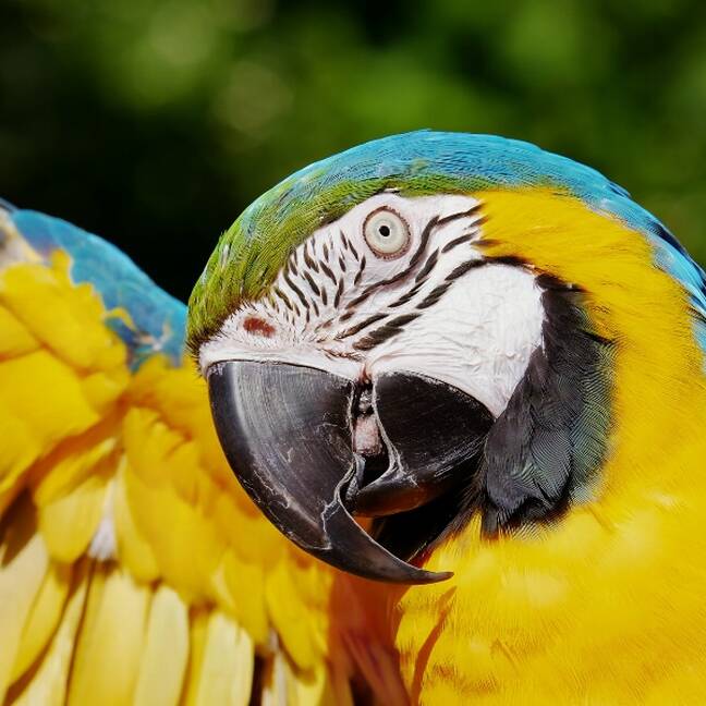 Papagailis ar atvērtu dzeltenu spārnu e-kartiņa
