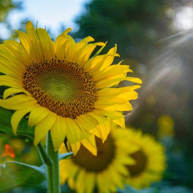 Saules puķes dabā saulainā dienā e-kartiņa