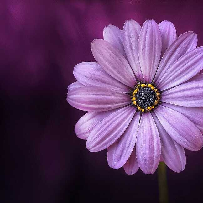 Violets margrietiņas zieds e-kartiņa
